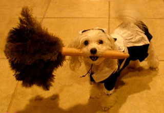 Illustration for article titled The 40 Sluttiest Dog Halloween Costumes